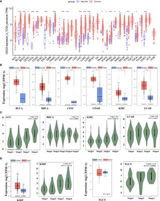 The Oncogenic Role of APC/C Activator Protein Cdc20 by an Integrated Pan-Cancer Analysis in Human Tumors